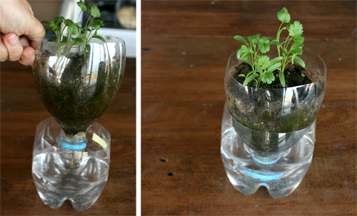 Homemade self watering pots for herbs – it´s working!
